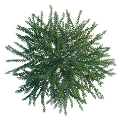 Cotoneaster horizontalis tree plan, top view, cutout, transparent background, isolate, Green plant leaves texture close up, detailed foliage pattern, natural background, botanical element © DH Tree Stock