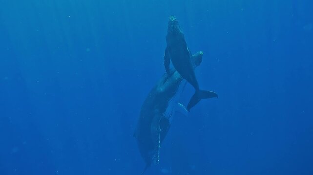 A humpback whale mother and calf - Megaptera novaeangliae - slowly rise from the depths to breathe while males sing below in Moorea, French Polynesia.