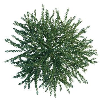 Cotoneaster horizontalis tree plan, top view, cutout, transparent background, isolate, Green plant leaves texture close up, detailed foliage pattern, natural background, botanical element
