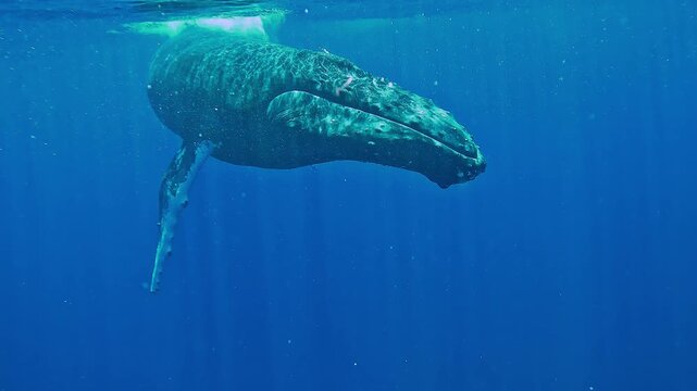 A male humpback whale - Megaptera novaeangliae - swims toward the camera then turns to follow a mother and calf in Moorea, French Polynesia.
