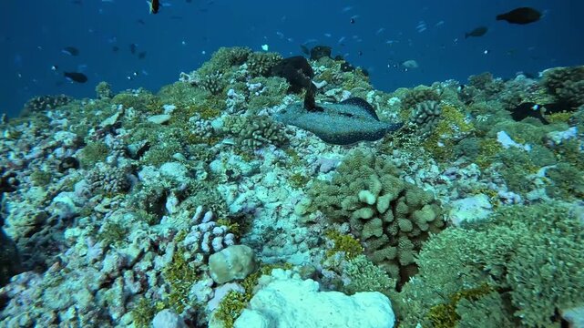 A peacock flounder - Bothus mancus - rests camouflaged above coral rubble on a tropical reef lagoon floor.