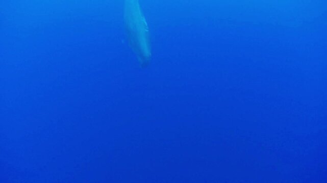 A sperm whale - Physeter macrocephalus - descends from the surface, showing its square head and tail fluke while passing the camera.