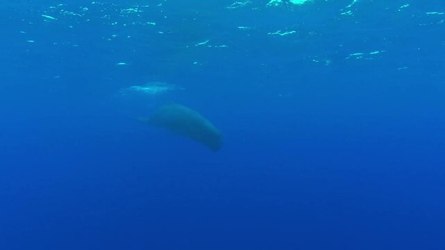 Young Sperm Whale Leaving Surface and Passing Camera