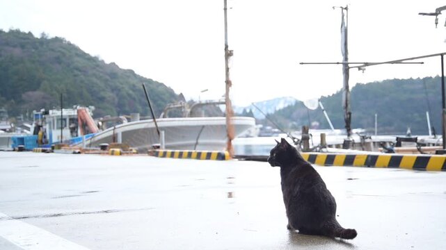 雪の残る日向東港を歩く黒猫 （福井県三方郡美浜町, 2026年2月）