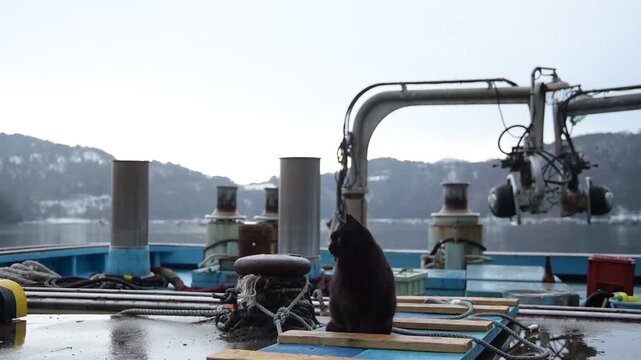 雪の残る日向東港を歩く黒猫 （福井県三方郡美浜町, 2026年2月）