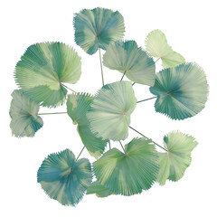 Licuala peltata tree plan, top view, cutout, transparent background, isolate, Abstract fractal pattern with flowing lines and a pastel color palette, modern design element.