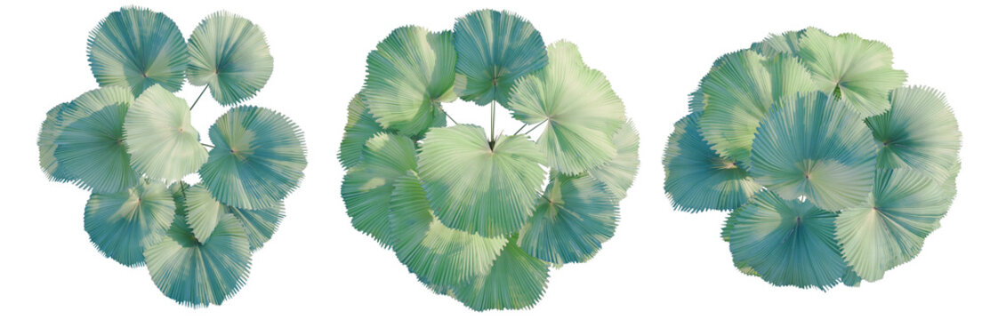 Licuala peltata tree plan, top view, cutout, transparent background, isolate, Detailed close-up of a single large, lush, green fern leaf, vibrant and full of life, macro photography