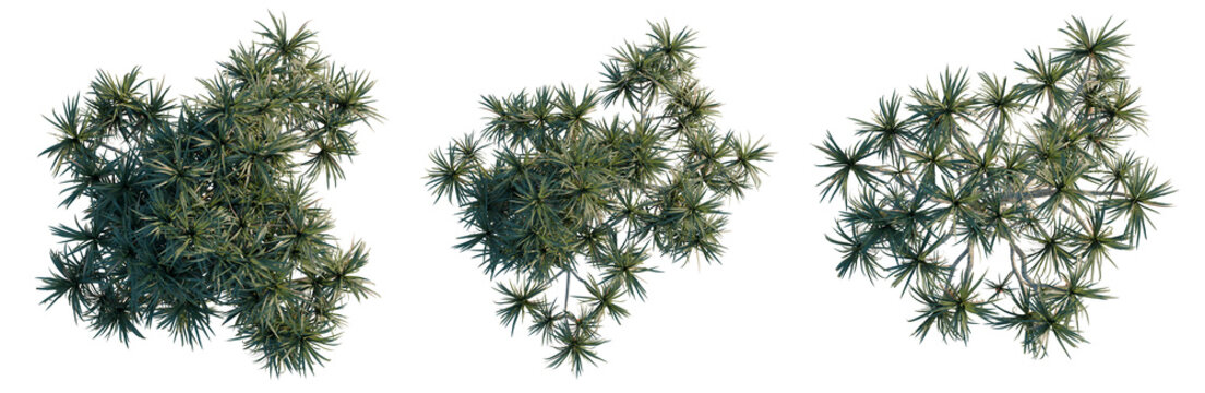 Pandanus tectorius tree plan, top view, cutout, transparent background, isolate, Detailed Pine Branch with Needles, Lush Greenery, Natural Texture, Botanical Element for Design