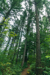 Fototapeta premium Hiking trail winding along the forest floor in a cathedral-like grove of pine trees, with branches and trunks silhouetted against the bright sky. 