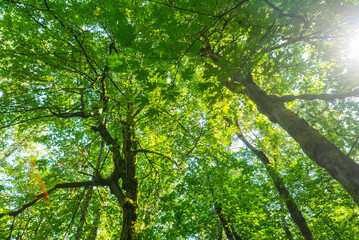 Fototapeta premium Light streaming between leaves and gently sloping branches of a lush green tree canopy. 