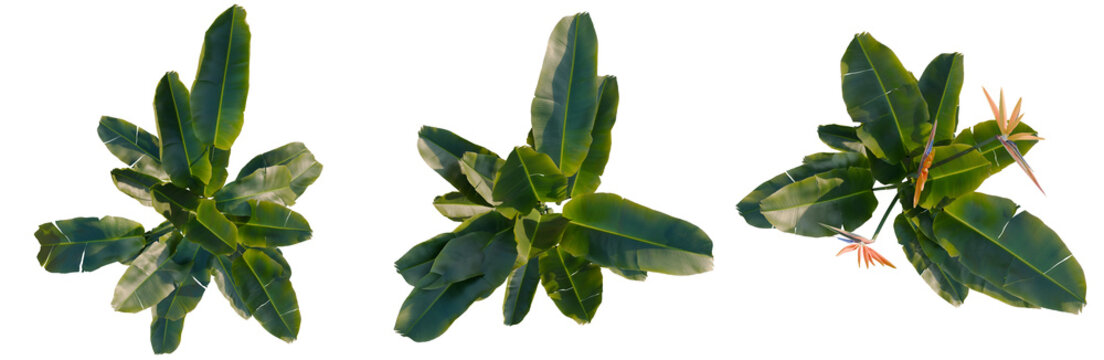 Strelitzia reginae tree plan, top view, cutout, transparent background, isolate, Vibrant Bird of Paradise Flower Close-Up, Detailed Tropical Blossom, High-Resolution PNG Image