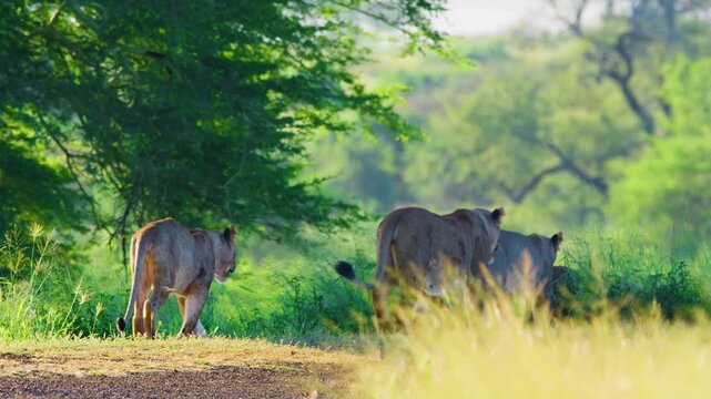 A pride of Lions moving together for hunting their prey. South Africa.