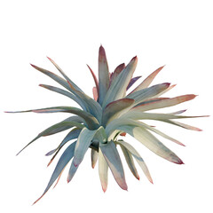 Obraz premium Alcantarea imperialisi tree, elevation, front view, cutout, transparent background, isolate, Abstract texture background with smooth gradient and color mix, creative design.