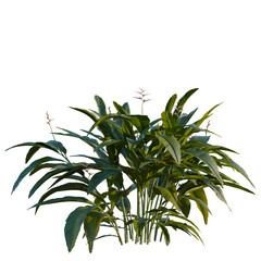 Fototapeta premium Heliconia metallica tree, elevation, front view, cutout, transparent background, isolate, Vibrant Bird of Paradise Flower Close-Up, Lush Tropical Plant Detail, Nature Photography