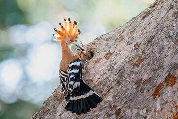 Common Hoopoe  © ATIDA
