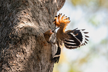 Common Hoopoe  © ATIDA
