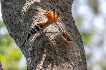 Common Hoopoe  © ATIDA
