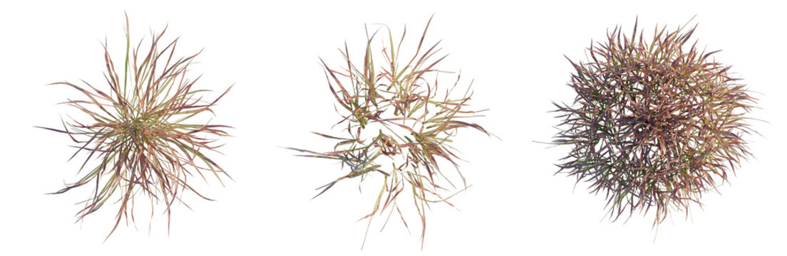 Imperata cylindrical Rubra tree plan, top view, cutout, transparent background, isolate, Abstract Background of Intertwined Brown and Beige Fibers, Texture and Design Elements
