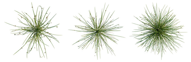 Obraz premium Juncus effusus tree plan, top view, cutout, transparent background, isolate, Detailed close-up of a lush green fern frond, showcasing intricate textures and natural beauty.