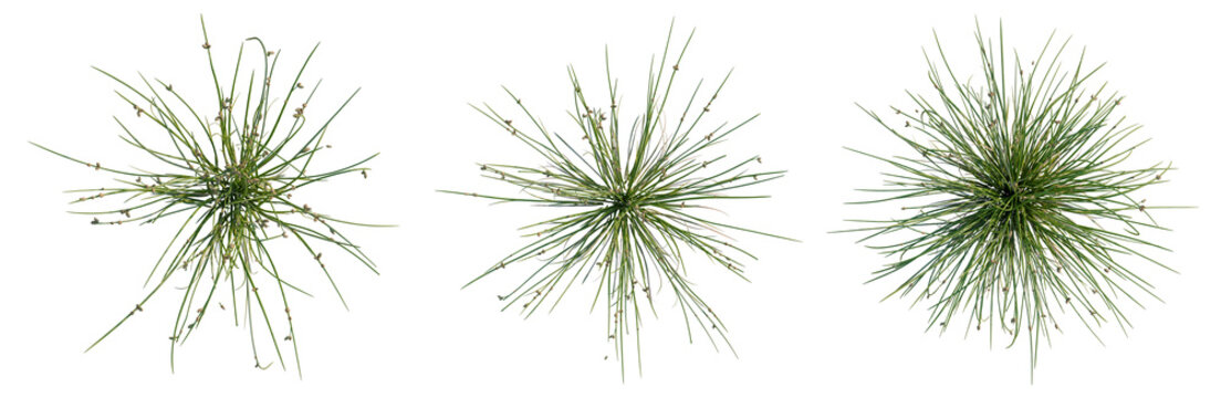 Juncus effusus tree plan, top view, cutout, transparent background, isolate, Detailed close-up of a lush green fern frond, showcasing intricate textures and natural beauty.