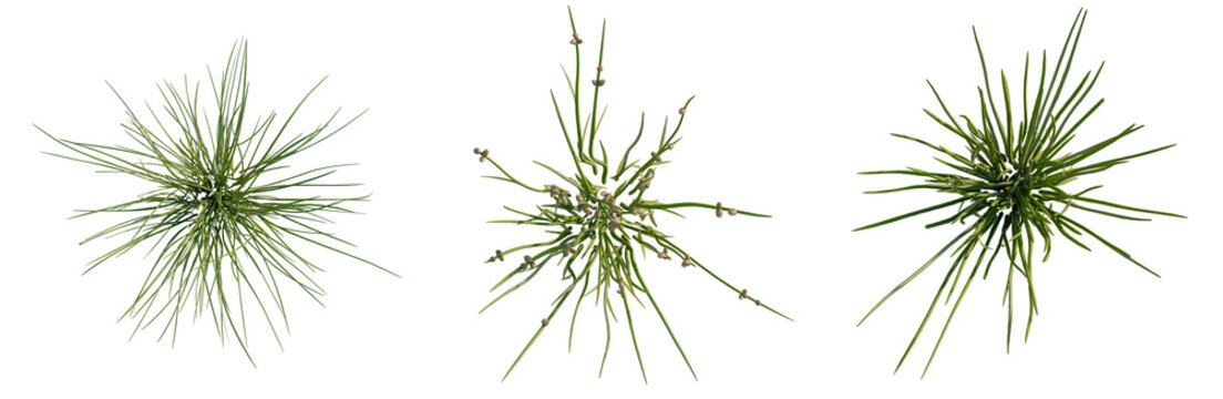 Juncus effusus tree plan, top view, cutout, transparent background, isolate, Delicate Green Grass Blades Close-Up - Natural Texture, Detailed Botanical Element
