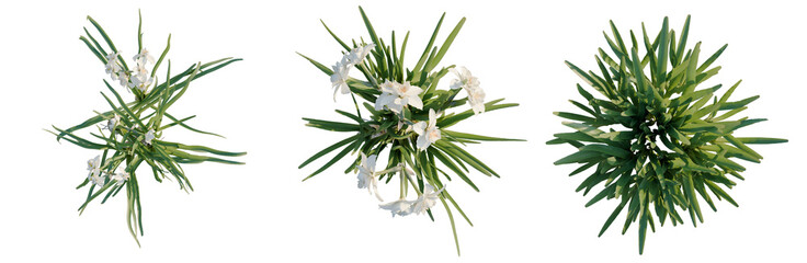 Obraz premium Narcissus tazetta tree plan, top view, cutout, transparent background, isolate, Fresh Green Beans in a Row, Close-Up View, Healthy Food, Organic Produce, Natural Ingredients