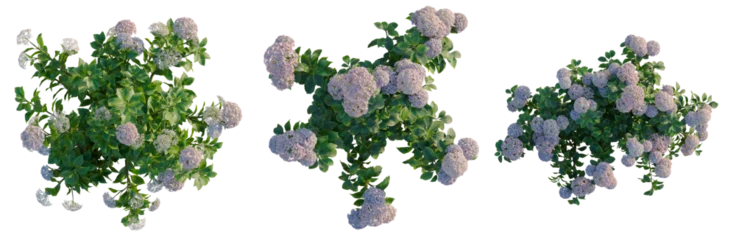 Fotobehang Hortensia Hydrangea macrophylla Thistle tree plan, top view, cutout, transparent background, isolate, Delicate Purple Hydrangea Flowers Branch Spring Blossom Floral Background Texture  © Peter Hai