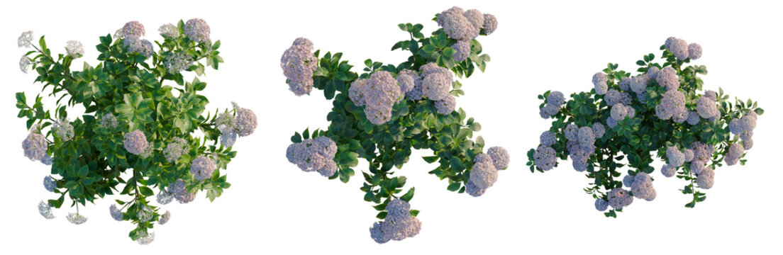 Hydrangea macrophylla Thistle tree plan, top view, cutout, transparent background, isolate, Delicate Purple Hydrangea Flowers Branch Spring Blossom Floral Background Texture