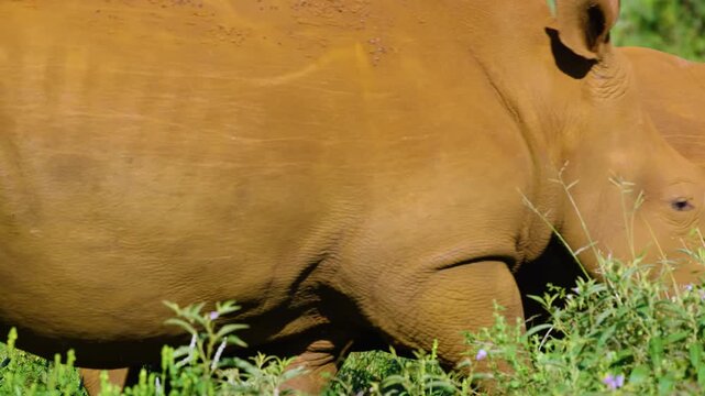 Herd of black rhino or hook-lipped rhinoceros (Diceros bicornis) eating grass in South Africa national park.