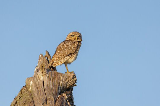 Burrowing Owl (Athene cunicularia) perched on a dry log.
