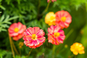 Obraz premium Cosmos bipinnatus blooming outdoors with vibrant pink petals in natural light.