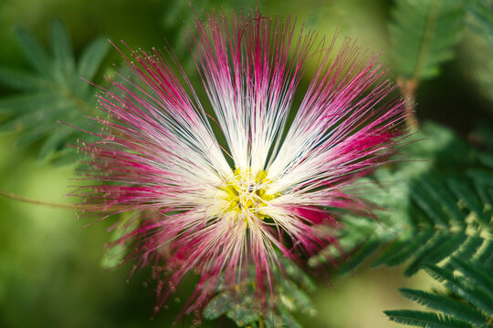 Feathered flower of the Calliandra shrub in a natural setting with a blurred green background.