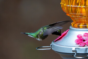 hummingbird feeding on feeder © Jeiel