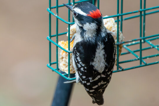 Woodpecker on a suet feeder in Spring.