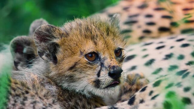 Close up of a Young African Newborn cheetah (Acinonyx jubatus) Sucking milk from mother.