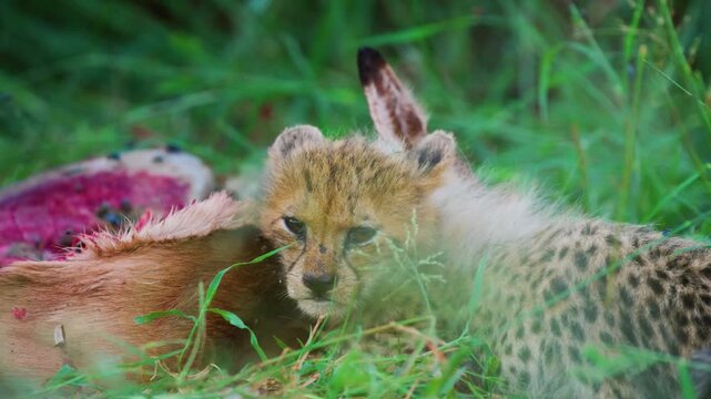 A Newborn cheetah Cub (Acinonyx jubatus soemmeringii) eating meat of an antelope for the first time.