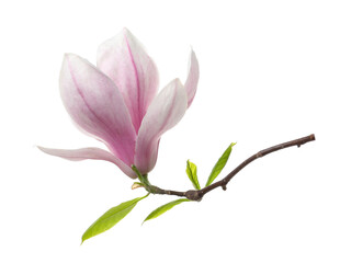 Fototapeta premium Beautiful blossom of magnolia tree isolated on white