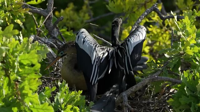 Two Anhinga showing love in the nest