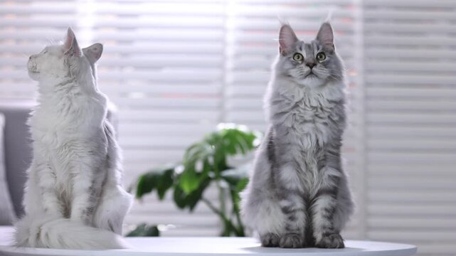 Cute Maine Coon cats on white table at home