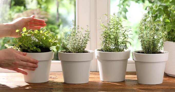 Woman putting potted oregano and other herbs at wooden table near window indoors, closeup