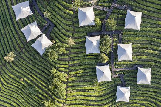 Aerial view of white glamping tents and wooden walkways nestled among lush green terraced tea plantations in Puer, Yunnan, China.