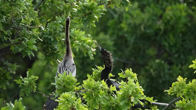 Two Anhinga showing love pose for courtship