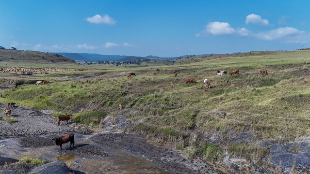 Aerial view of cattle grazing on green rolling hills under a clear blue sky in OR Tambo District Municipality, Eastern Cape, South Africa.