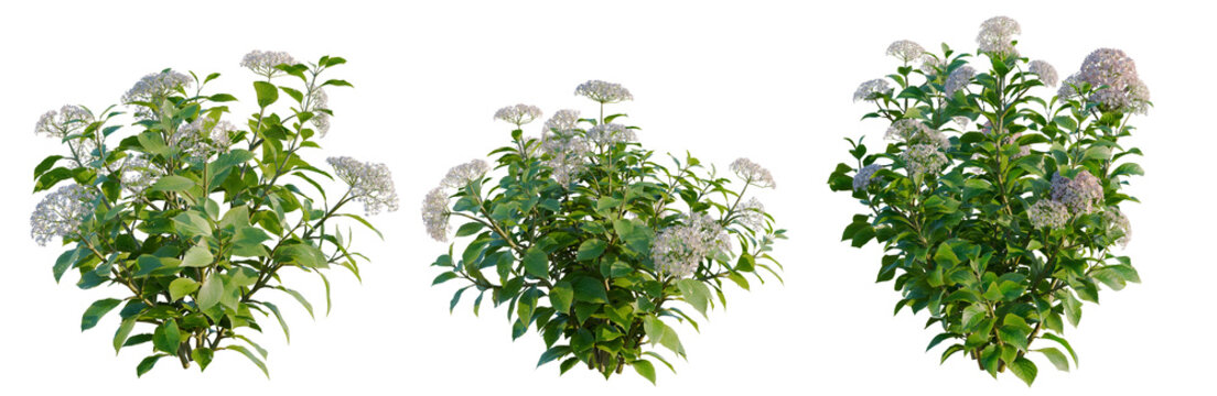 Hydrangea macrophylla Thistle tree, elevation, front view, cutout, transparent background, isolate, Delicate white flower blossoming on a lush green branch, detailed botanical springtime photography