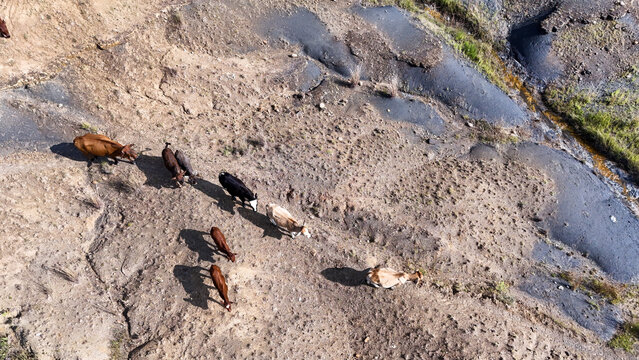 Aerial view of cattle walking across dry, textured terrain with a small stream OR Tambo District Municipality, Eastern Cape, South Africa.