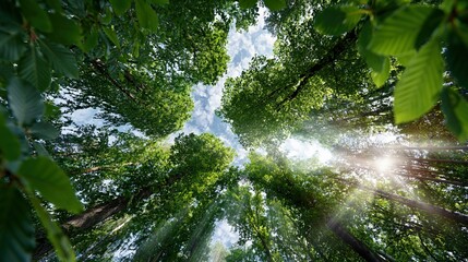 Fototapeta premium Looking up through lush green forest canopy towards sunlit sky and clouds