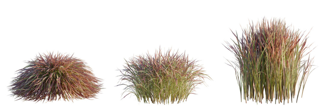 Imperata cylindrical Rubra tree, elevation, front view, cutout, transparent background, isolate, Beautiful Red Ornamental Grasses - Nature Background - Autumnal Color - Photography