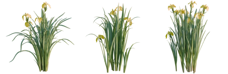 Fototapeten Sommer Iris pseudacorus tree, elevation, front view, cutout, transparent background, isolate, Vibrant Green Grass Blades Texture, Detailed Close-Up, Nature's Pattern, Lush Meadow Scene  © DH Tree Stock