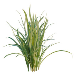 Fototapeta premium Iris sanguinea tree, elevation, front view, cutout, transparent background, isolate, Green grass texture close-up, natural background, lawn, meadow, field, nature, plant