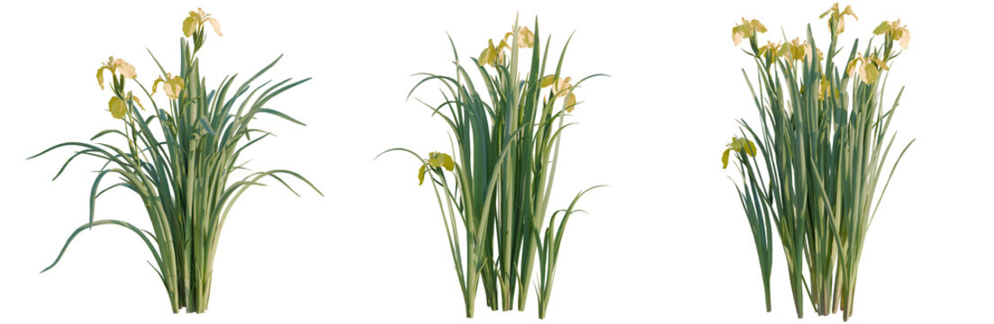 Iris pseudacorus tree, elevation, front view, cutout, transparent background, isolate, Vibrant Green Grass Blades Texture, Detailed Close-Up, Nature's Pattern, Lush Meadow Scene